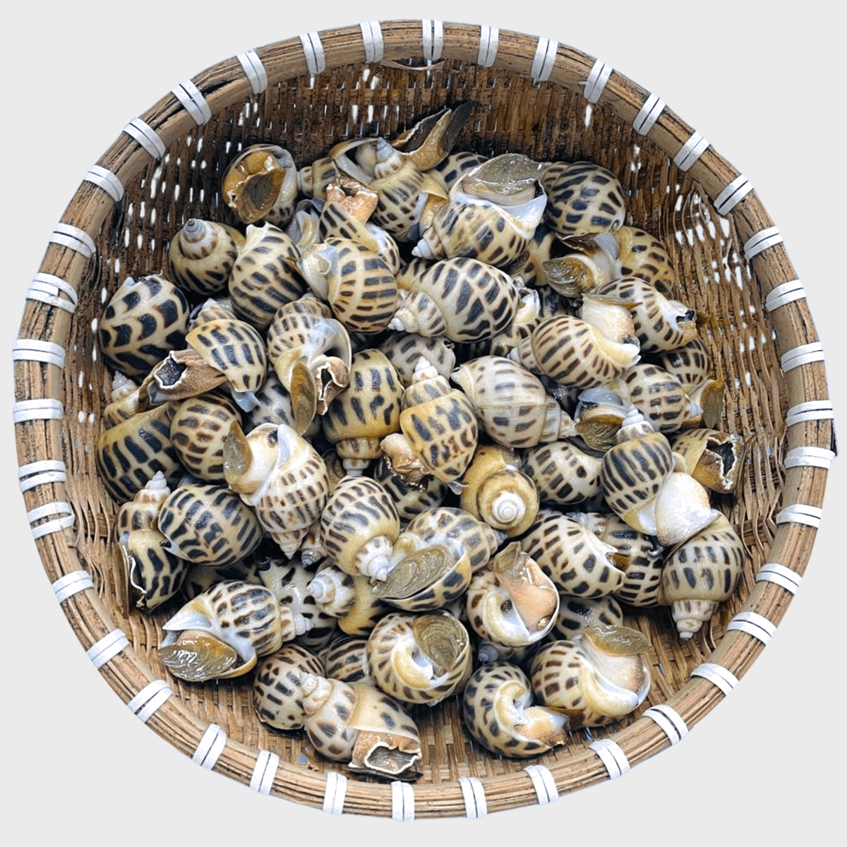 Ốc Hương Sống 90 - 100 con - Hình 1