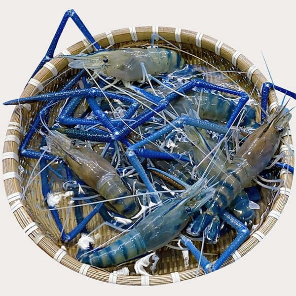 Tôm Càng Xanh Sống - Hình 1